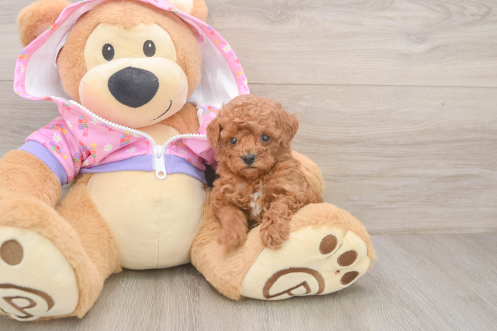 Poodle Puppy for Adoption