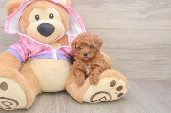 Poodle Puppy for Adoption