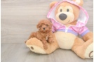 Funny Poodle Baby