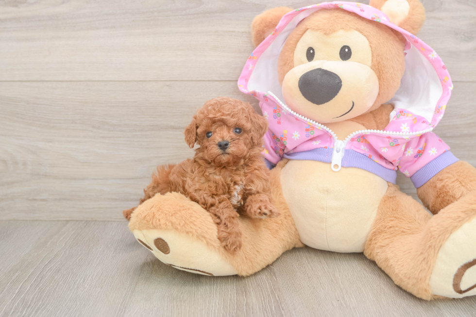 Funny Poodle Baby