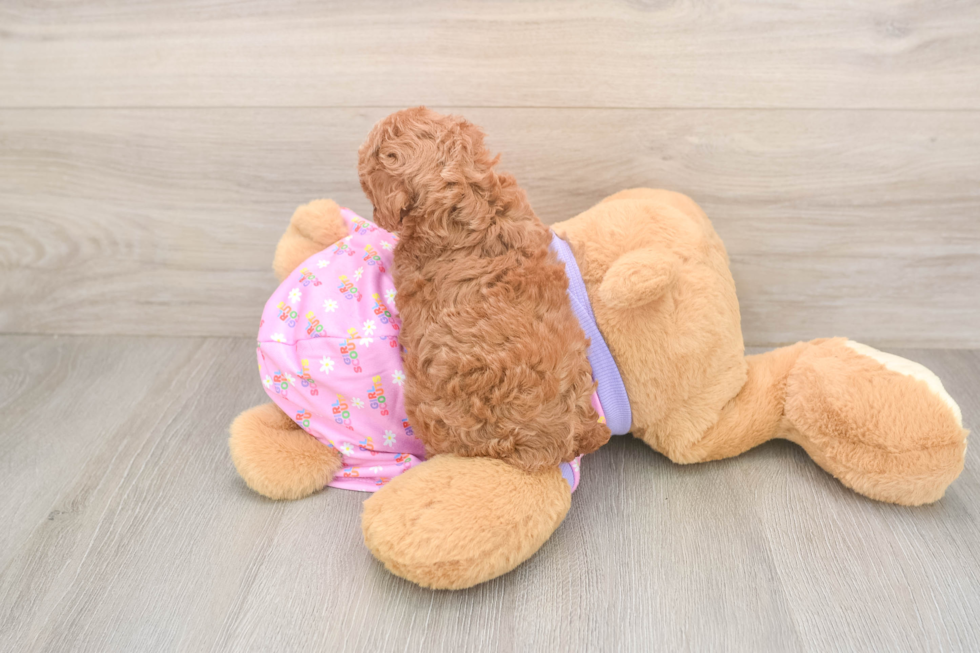 Friendly Poodle Baby