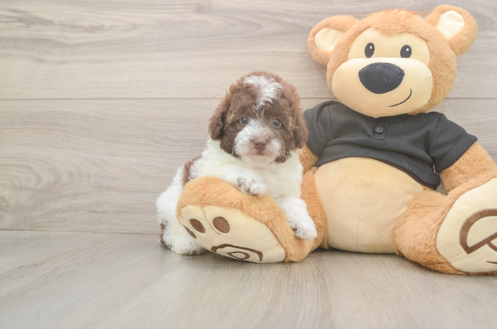 6 week old Poodle Puppy For Sale - Puppy Love PR