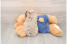 Sweet Pudel Purebred Puppy