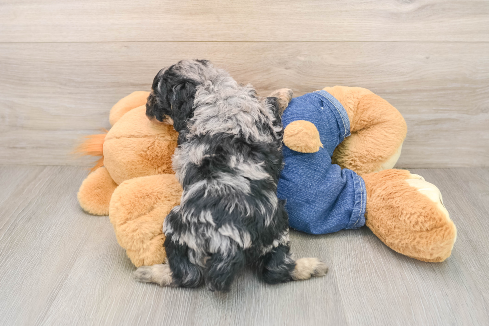 Small Poodle Purebred Pup