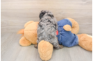 Poodle Puppy for Adoption