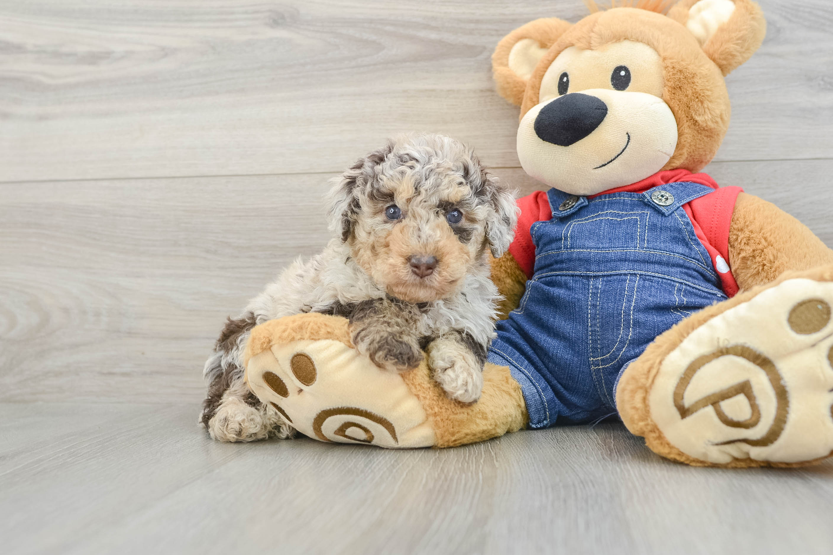 Poodle Pup Being Cute