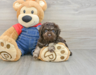 7 week old Poodle Puppy For Sale - Puppy Love PR