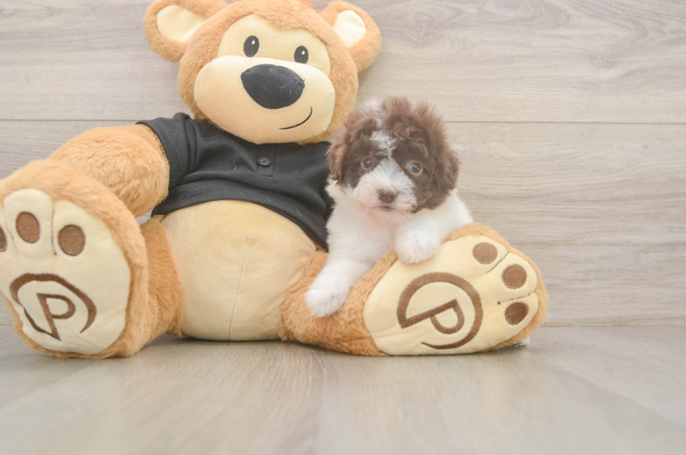 6 week old Poodle Puppy For Sale - Puppy Love PR