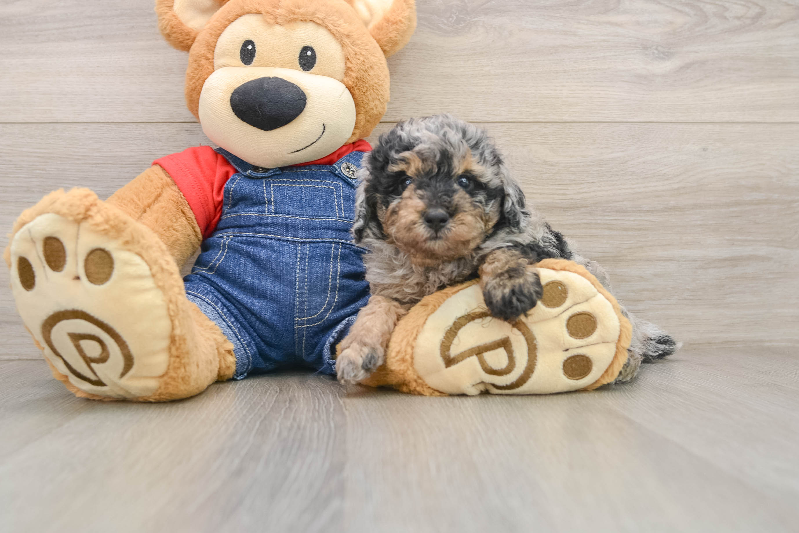 Best Poodle Baby