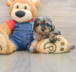 8 week old Poodle Puppy For Sale - Puppy Love PR