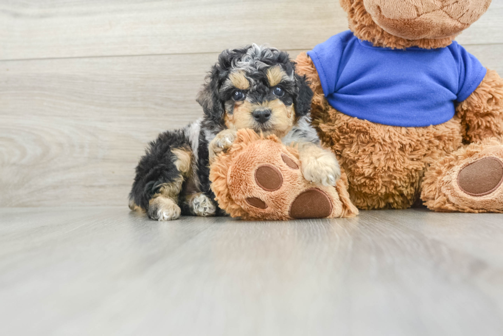 Funny Poodle Baby