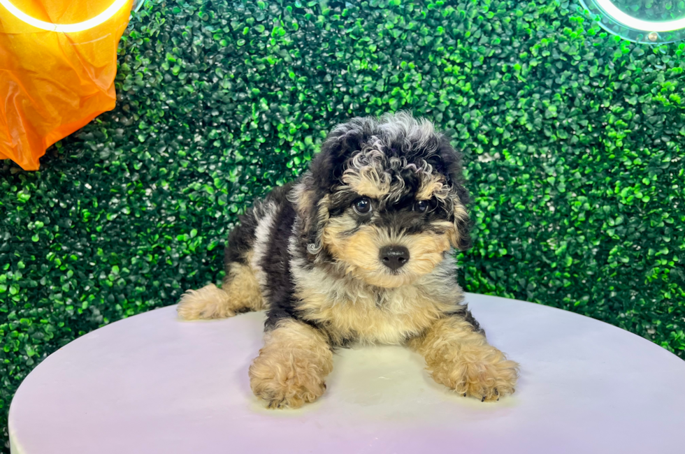 11 week old Poodle Puppy For Sale - Puppy Love PR