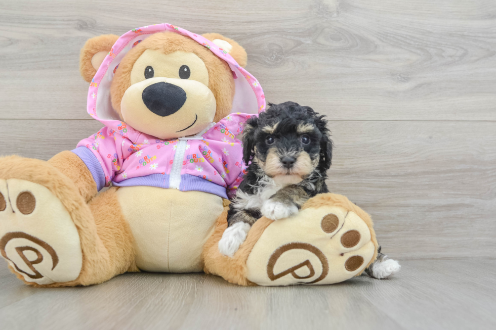 Adorable Toy Poodle Purebred Puppy