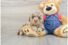 Poodle Pup Being Cute