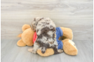 Poodle Pup Being Cute