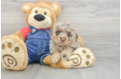 Akc Registered Poodle Purebred Pup