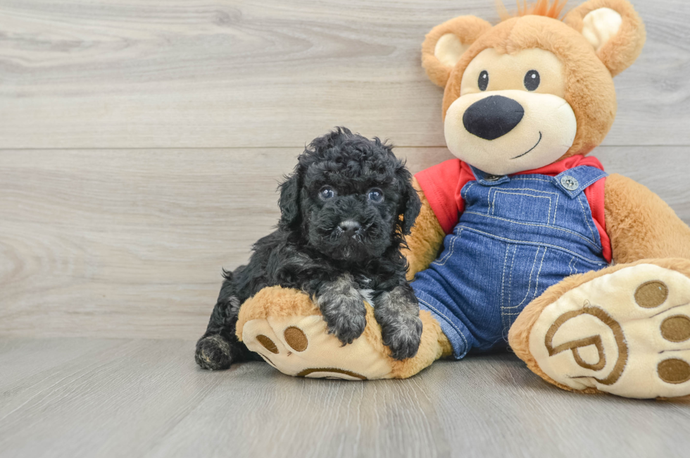 5 week old Poodle Puppy For Sale - Puppy Love PR