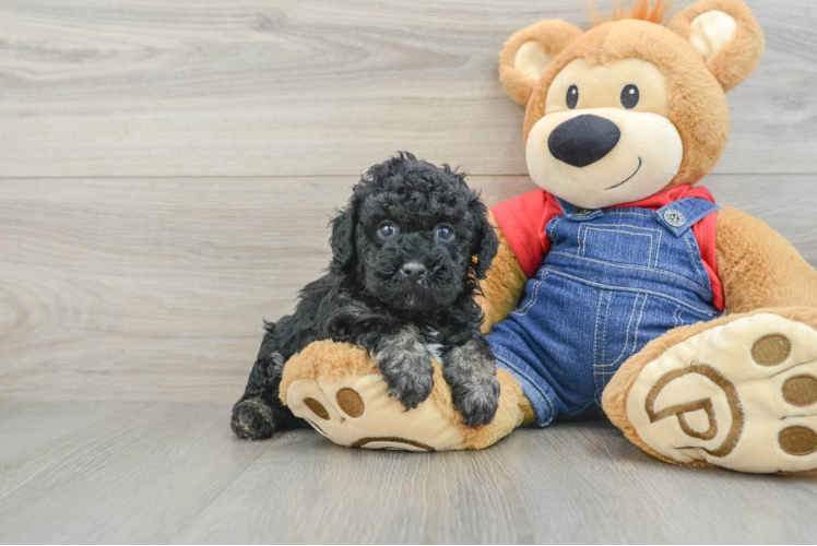 Meet Carlton - our Poodle Puppy Photo 1/3 - Puppy Love PR Poodle Pup Being Cute