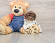 7 week old Poodle Puppy For Sale - Puppy Love PR