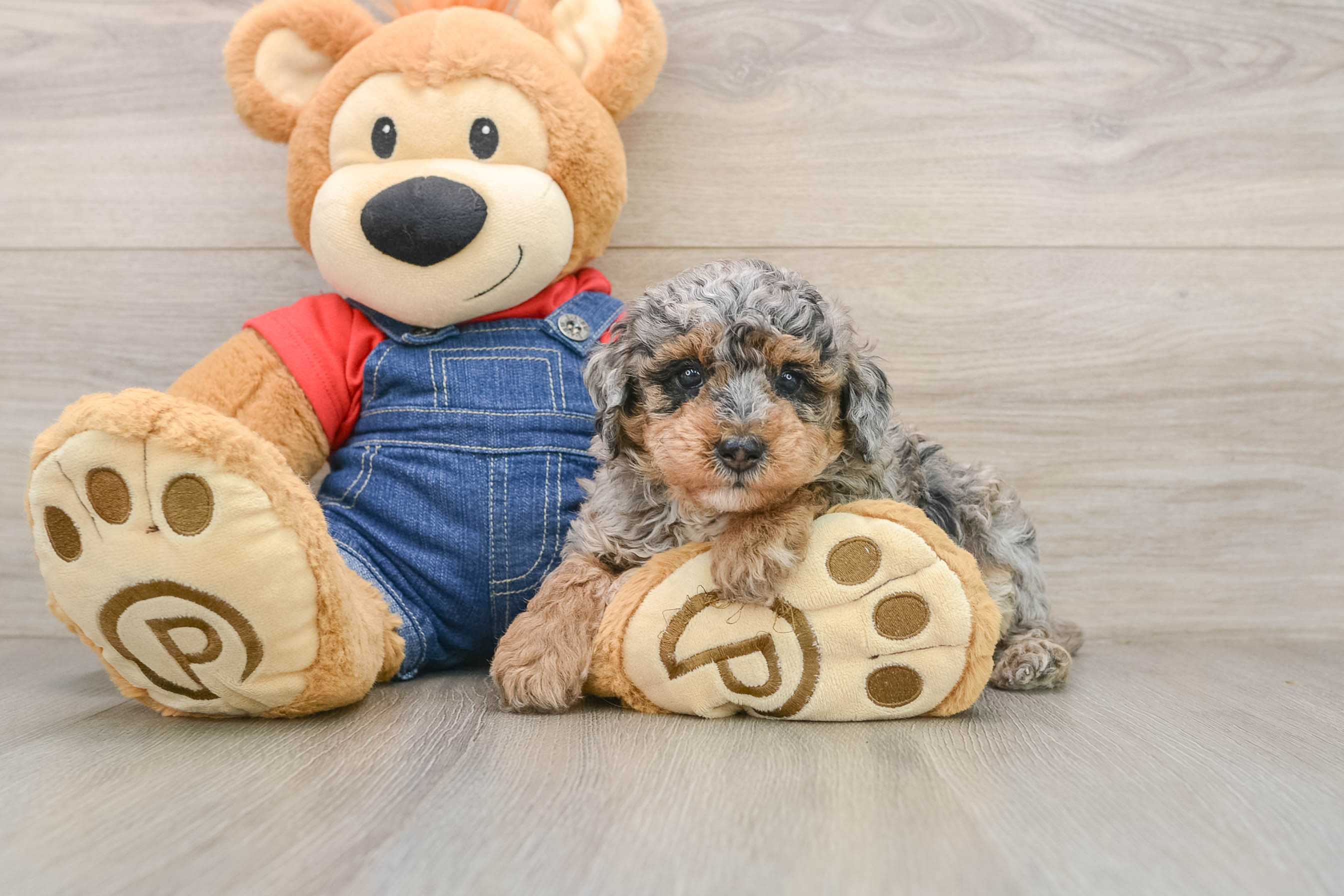 Akc Registered Poodle Purebred Pup