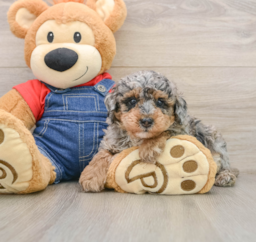 8 week old Poodle Puppy For Sale - Puppy Love PR