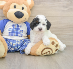 8 week old Poodle Puppy For Sale - Puppy Love PR