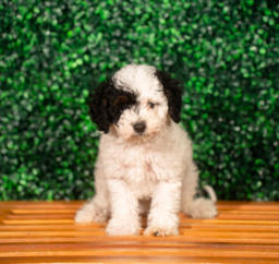 9 week old Poodle Puppy For Sale - Puppy Love PR