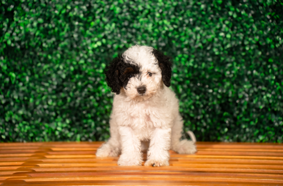 Cute Poodle Baby