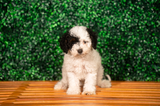 Cute Poodle Baby