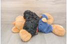 Poodle Puppy for Adoption
