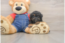 Poodle Pup Being Cute