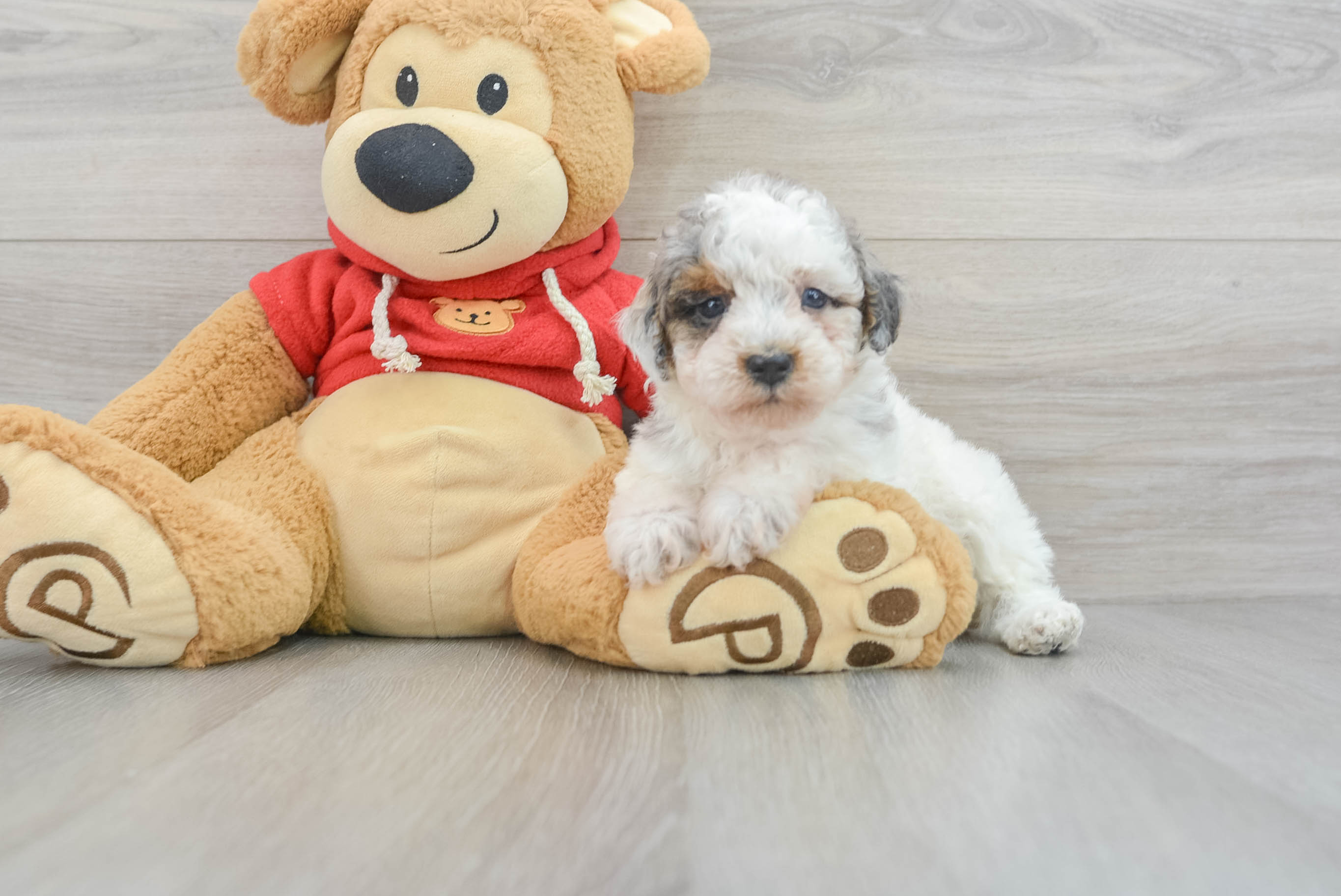 Poodle Pup Being Cute