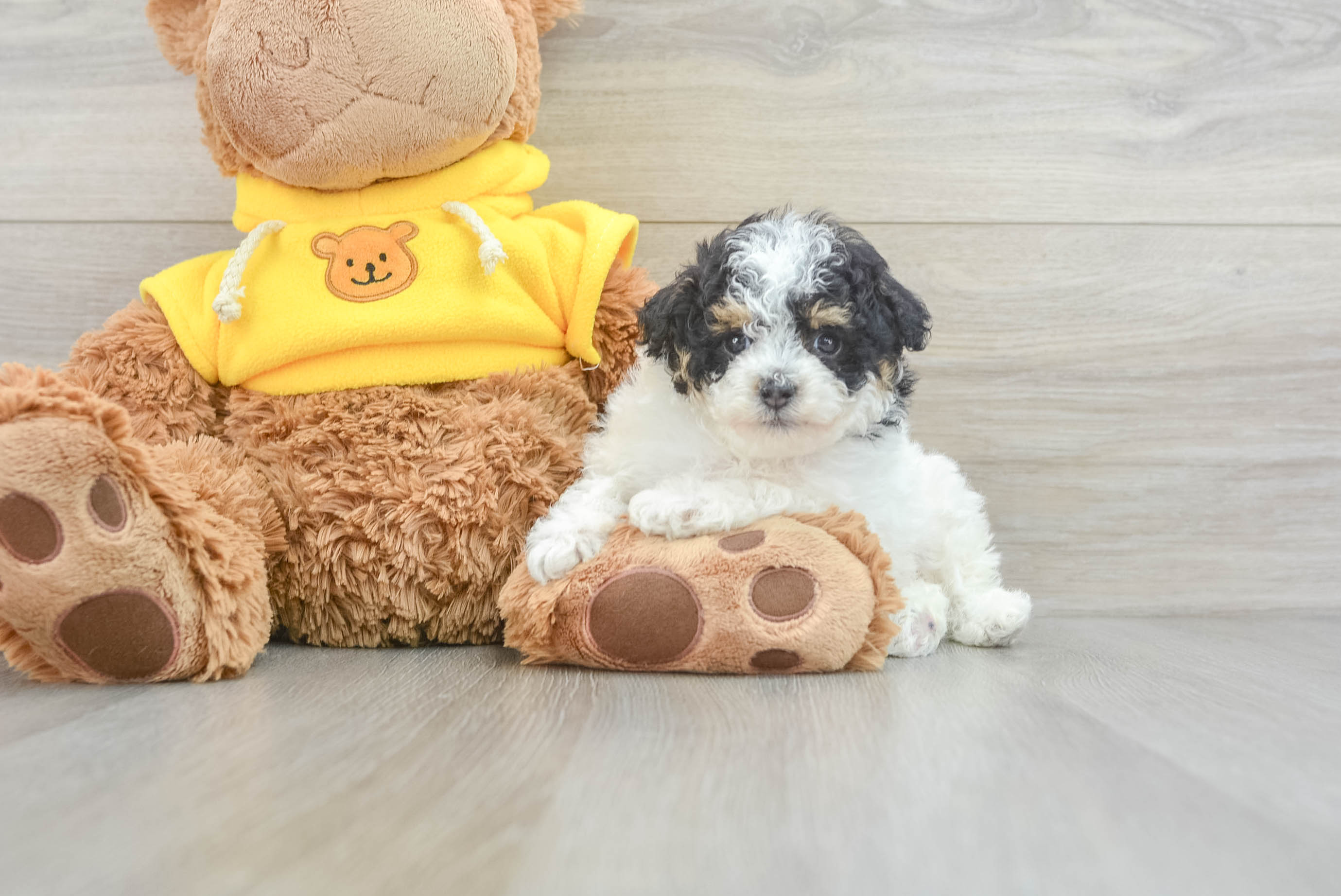 Little Poodle Purebred Pup