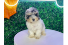 Cute Poodle Purebred Pup