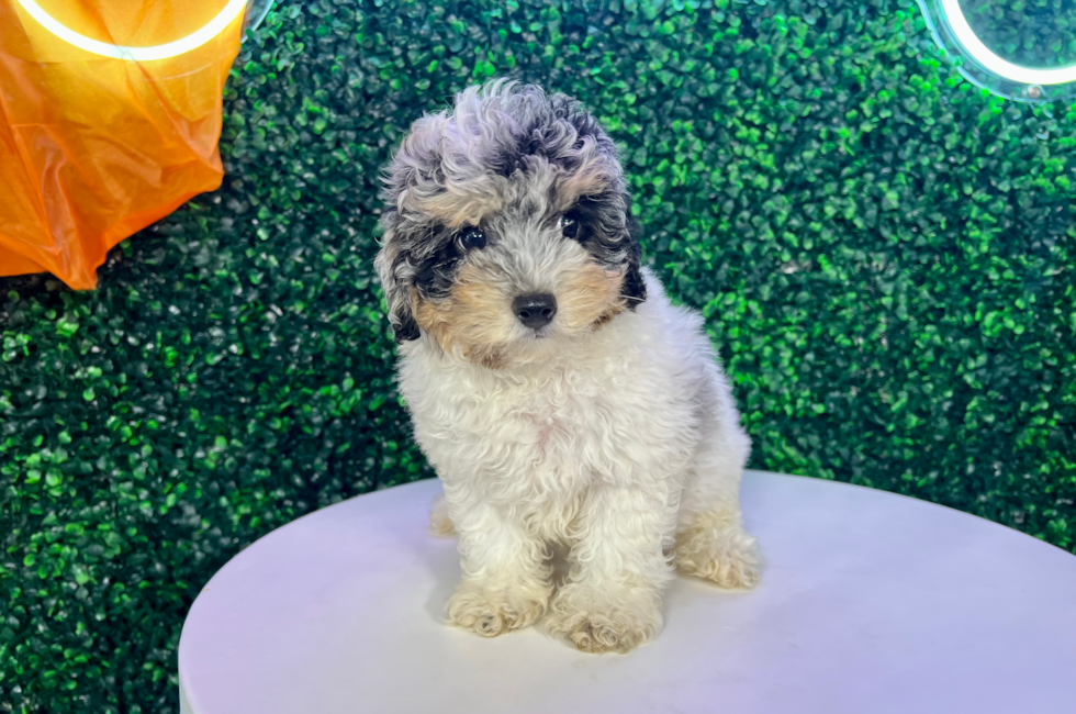 11 week old Poodle Puppy For Sale - Puppy Love PR