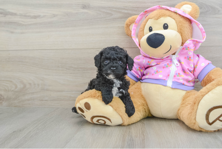 Best Poodle Baby