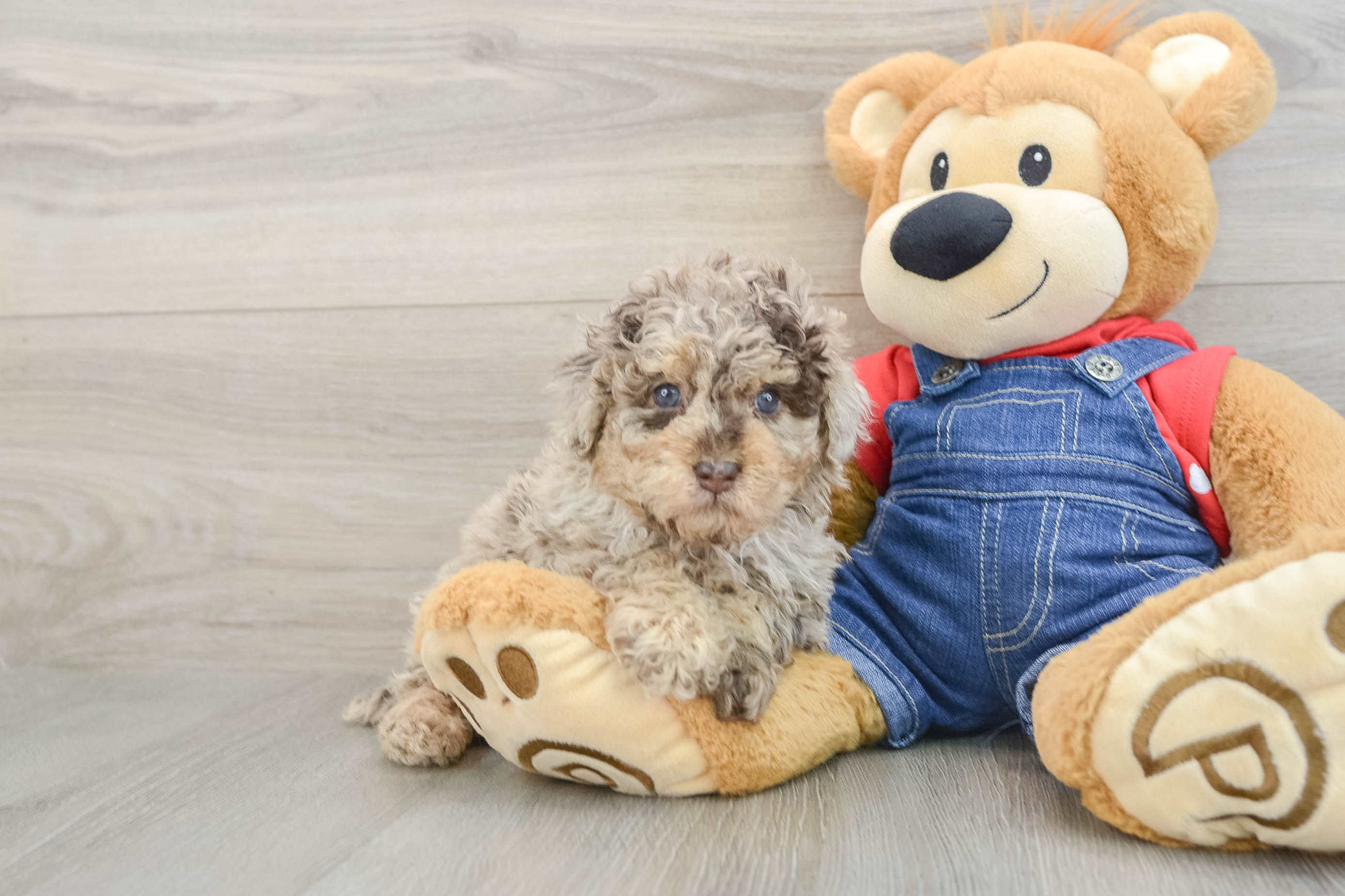 Poodle Puppy for Adoption