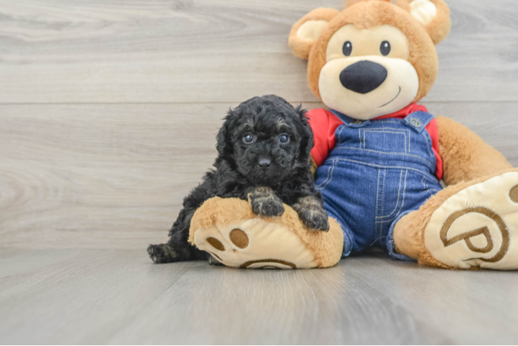 Hypoallergenic Poodle Purebred Pup