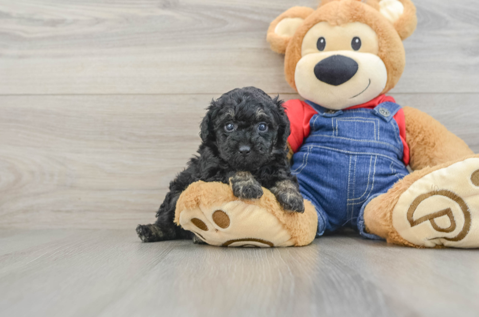 7 week old Poodle Puppy For Sale - Puppy Love PR