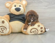 7 week old Poodle Puppy For Sale - Puppy Love PR