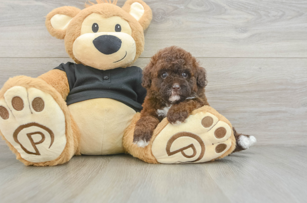 5 week old Poodle Puppy For Sale - Puppy Love PR