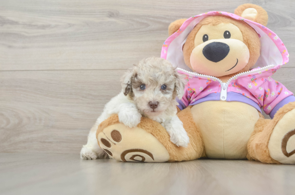 5 week old Poodle Puppy For Sale - Puppy Love PR
