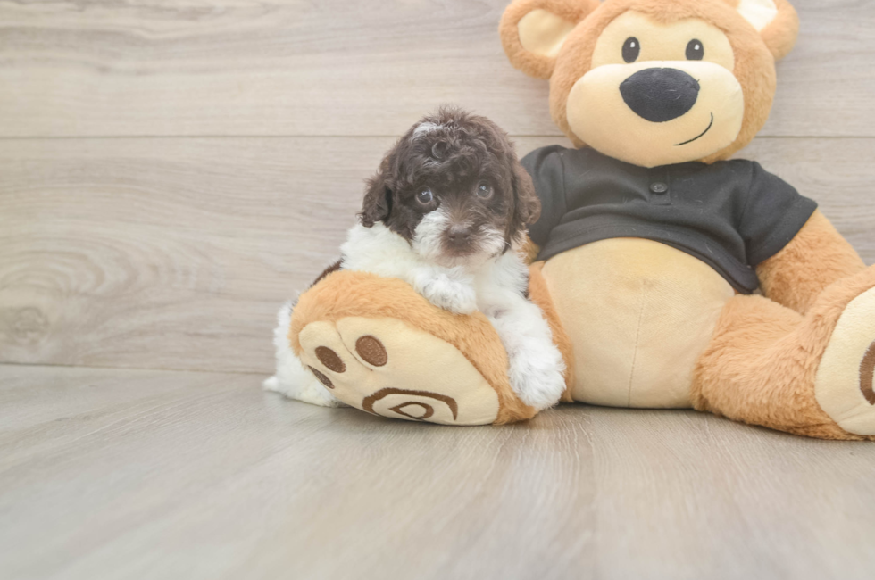 6 week old Poodle Puppy For Sale - Puppy Love PR