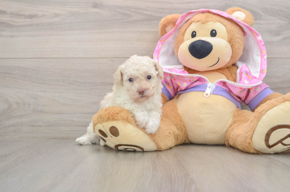 5 week old Poodle Puppy For Sale - Puppy Love PR