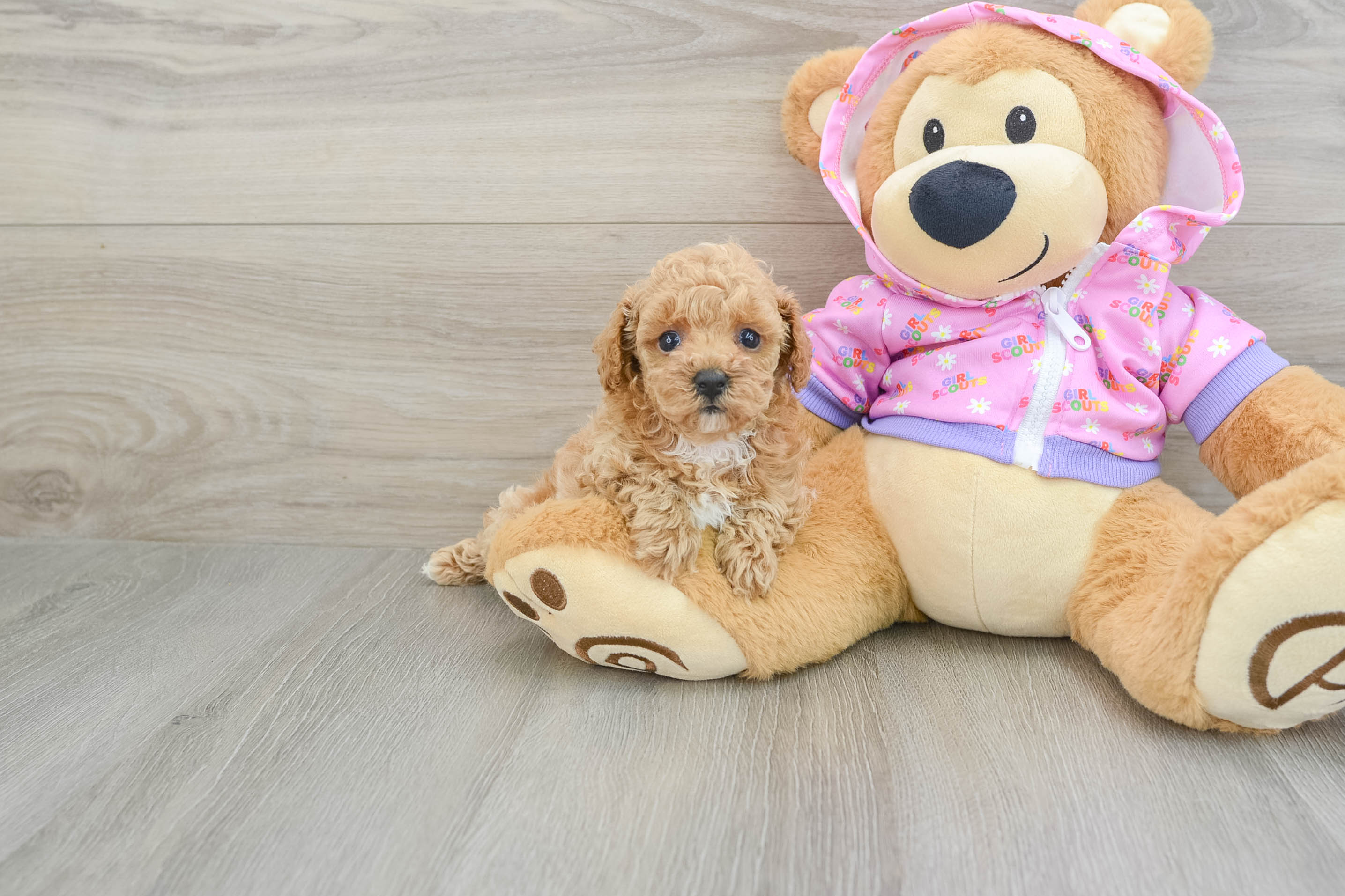 Best Poodle Baby