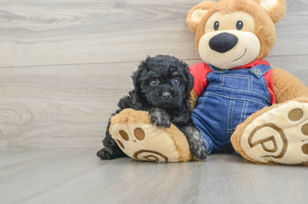 7 week old Poodle Puppy For Sale - Puppy Love PR