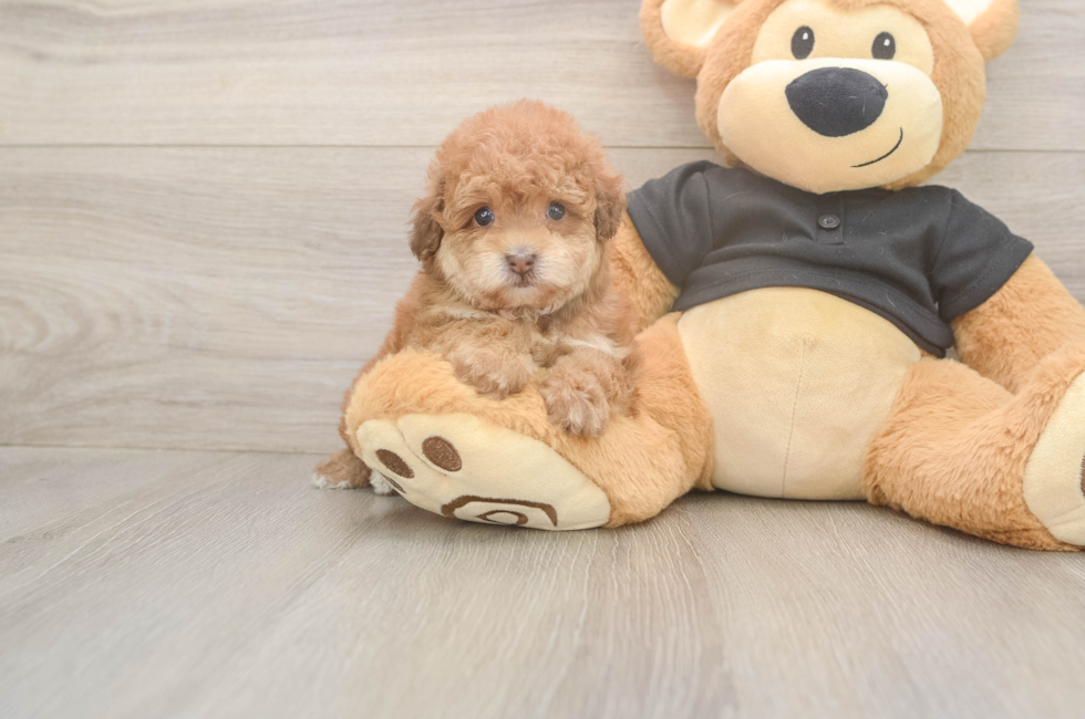 6 week old Poodle Puppy For Sale - Puppy Love PR