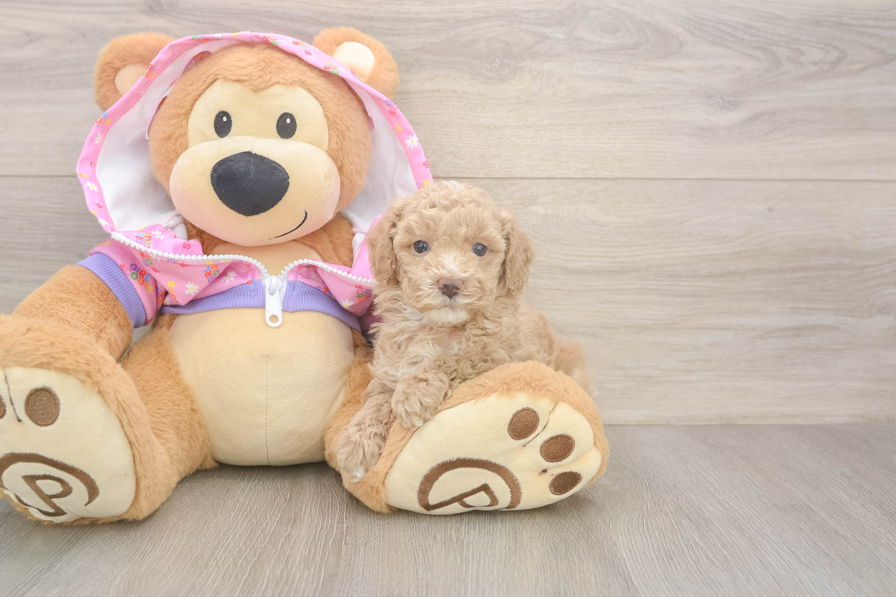 Smart Pooodle Purebred Puppy