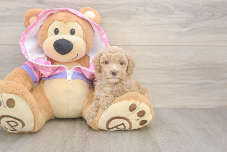 Smart Pooodle Purebred Puppy