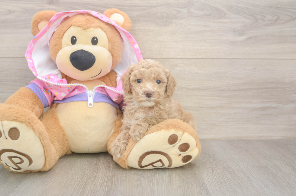5 week old Poodle Puppy For Sale - Puppy Love PR